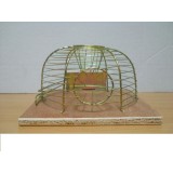 Cursa pentru soareci TTP37